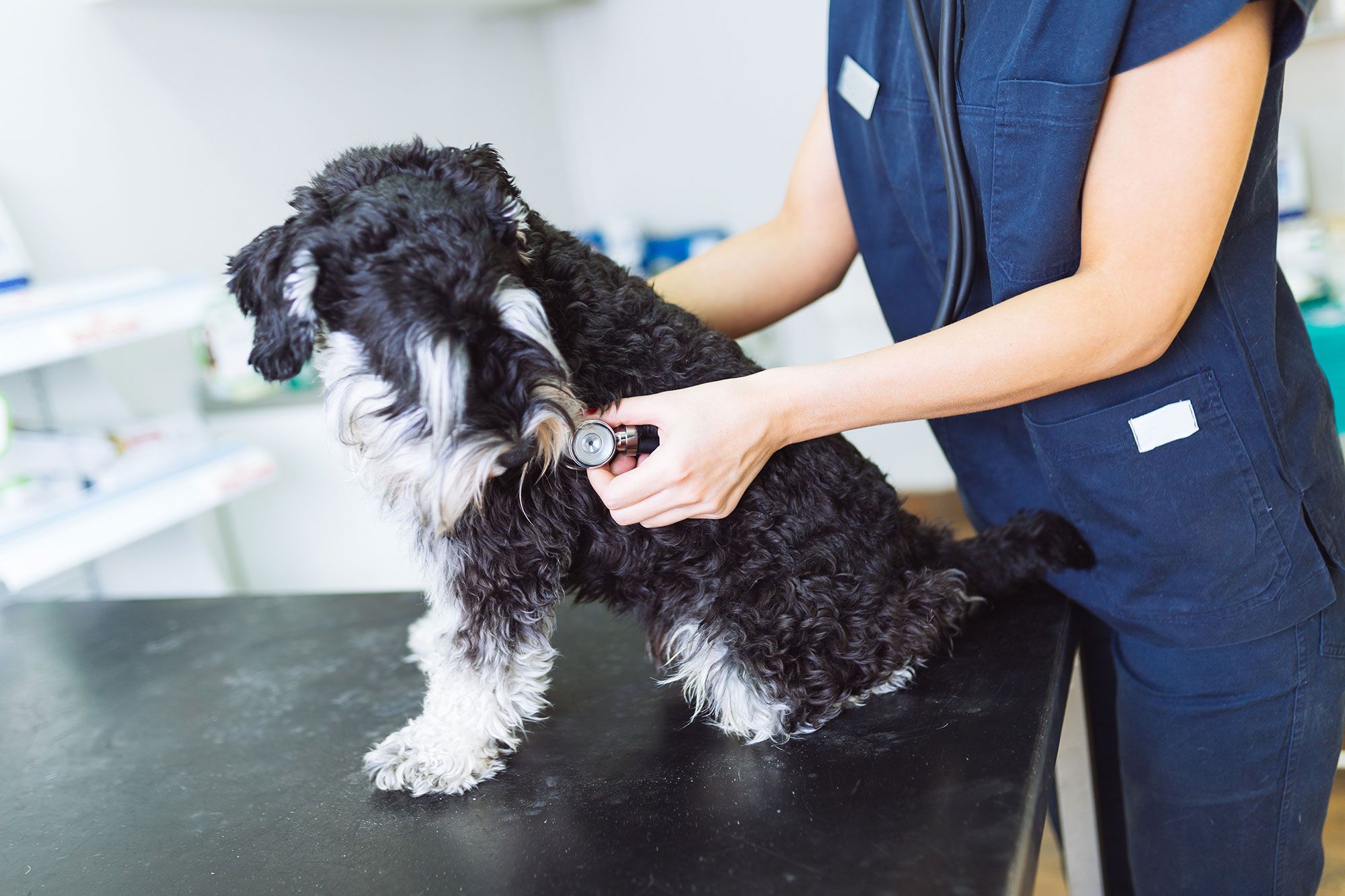 perros artrosis canina salud