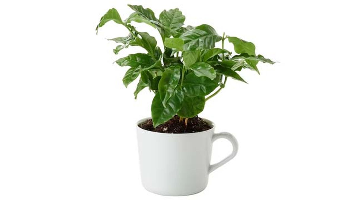 planta cafeto ikea