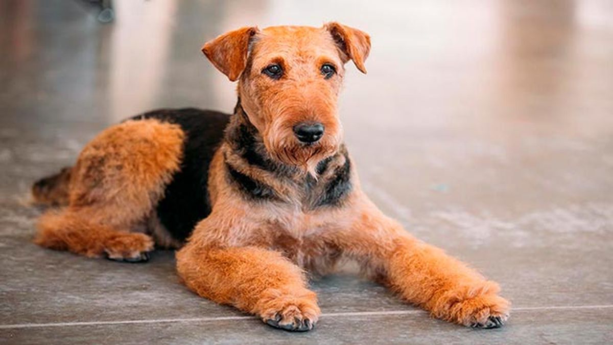 8 perros propensos tener linfoma 5