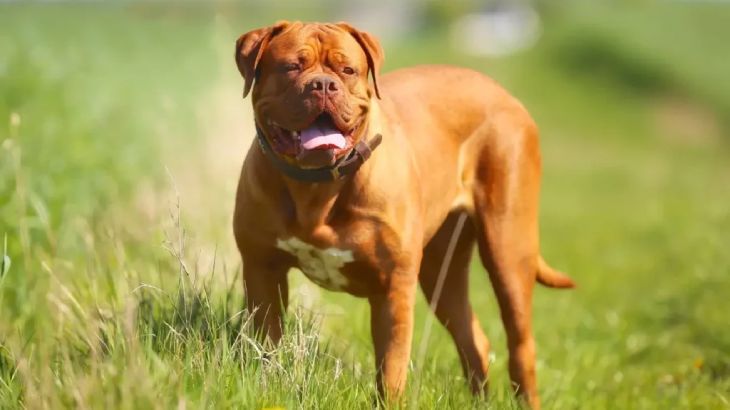 perro de messi 5