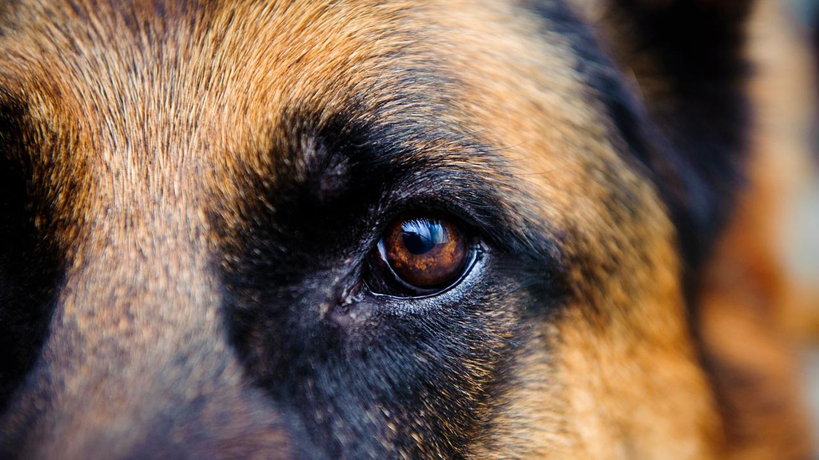 vision canina portada