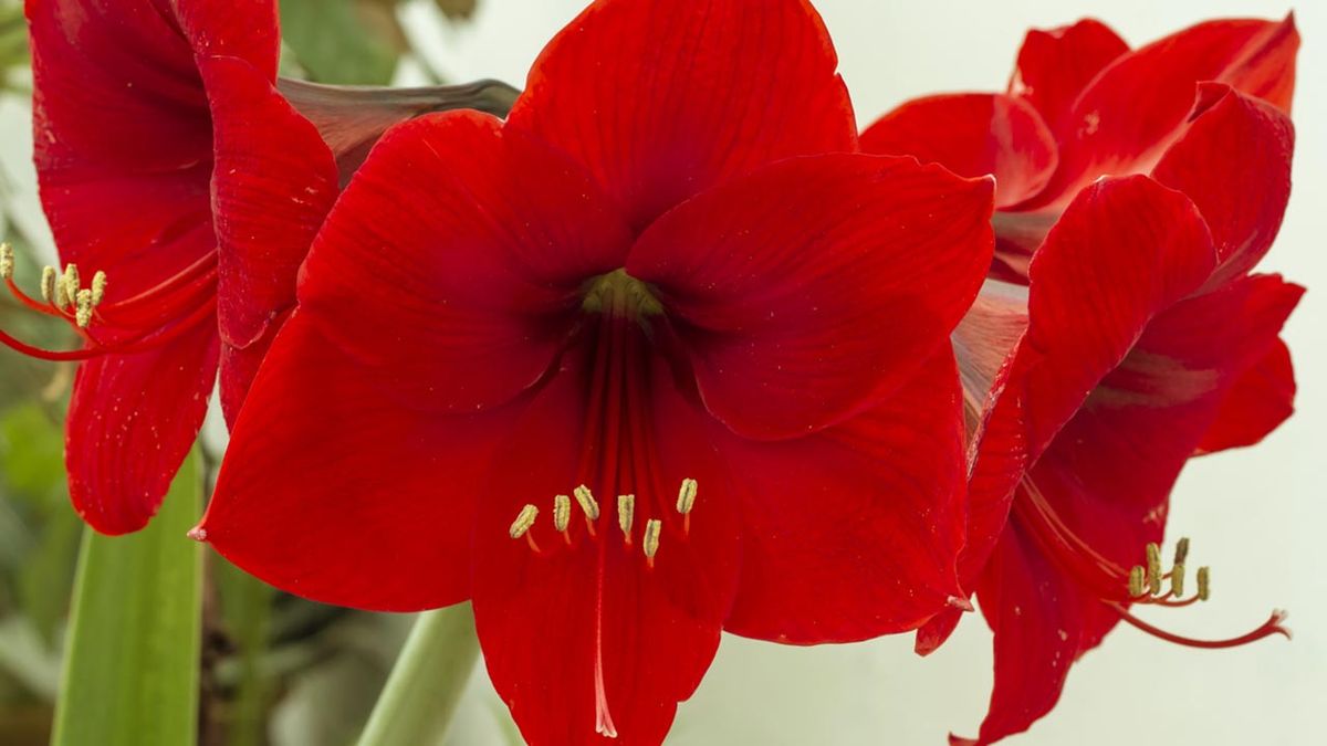 bulbo amarilis plantar otono