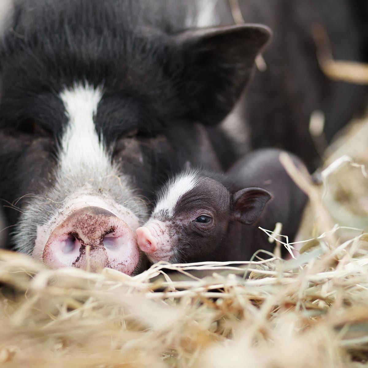 madres reino animal cerda