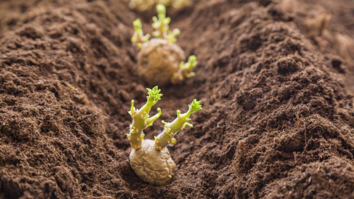 plantar patatas en la huerta