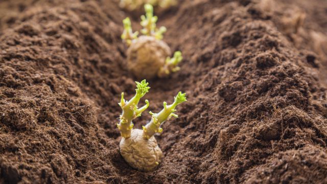 plantar patatas en la huerta