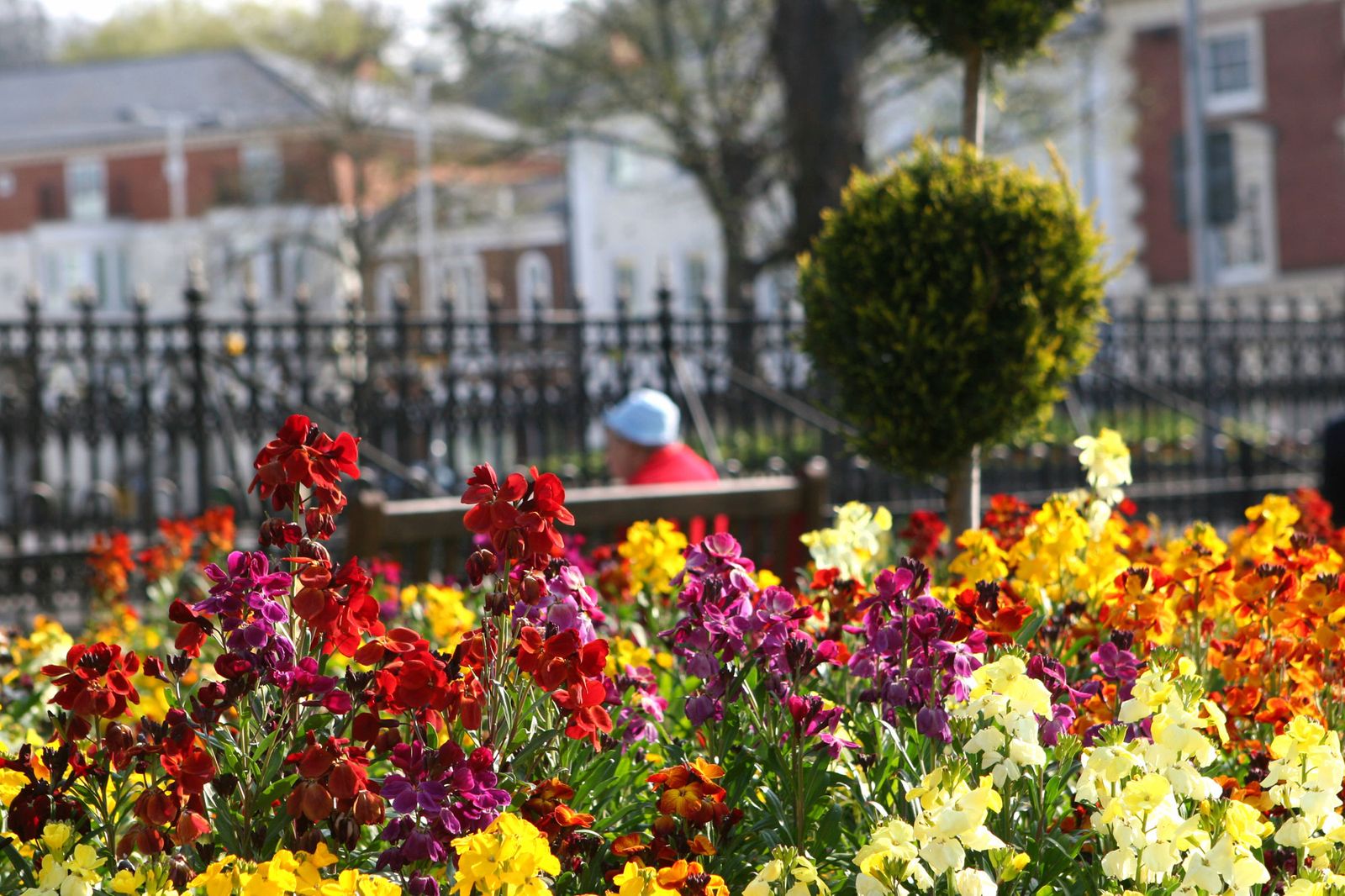 plantacion alheli xl