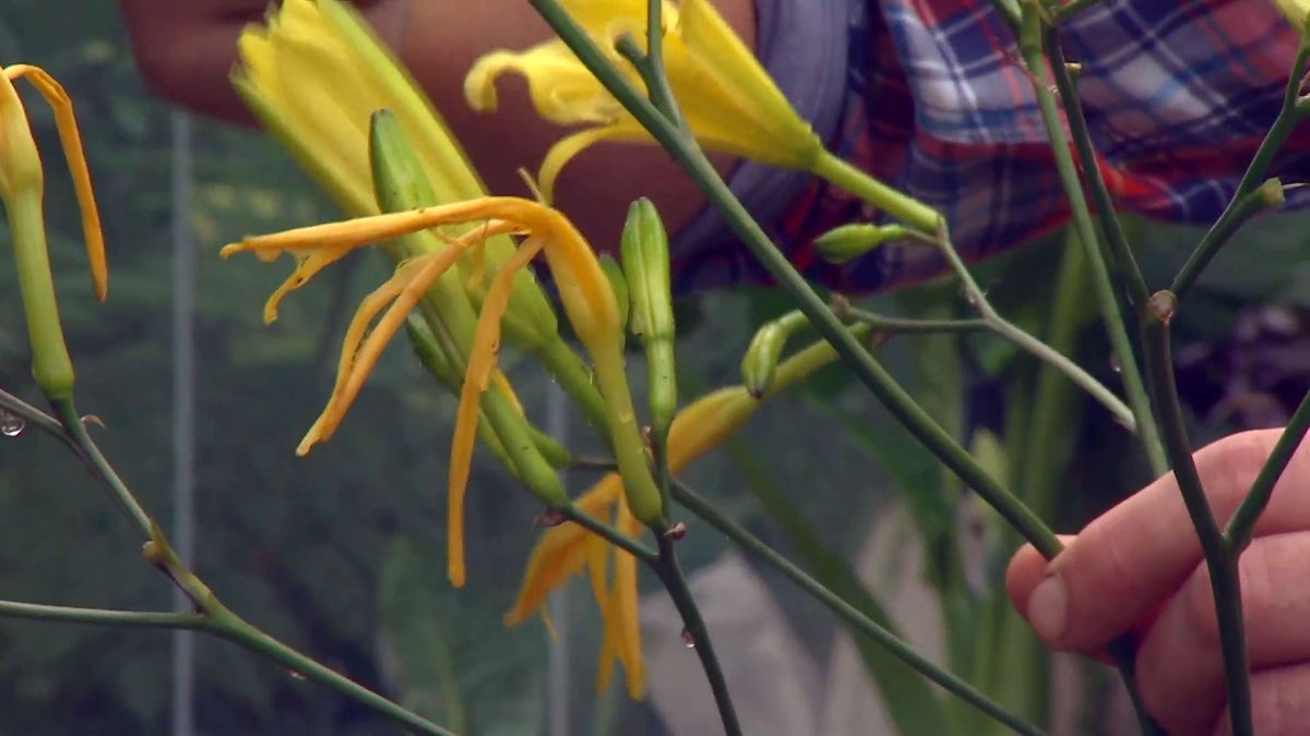 deco 0701 jardineria hemerocallis flor amarilla