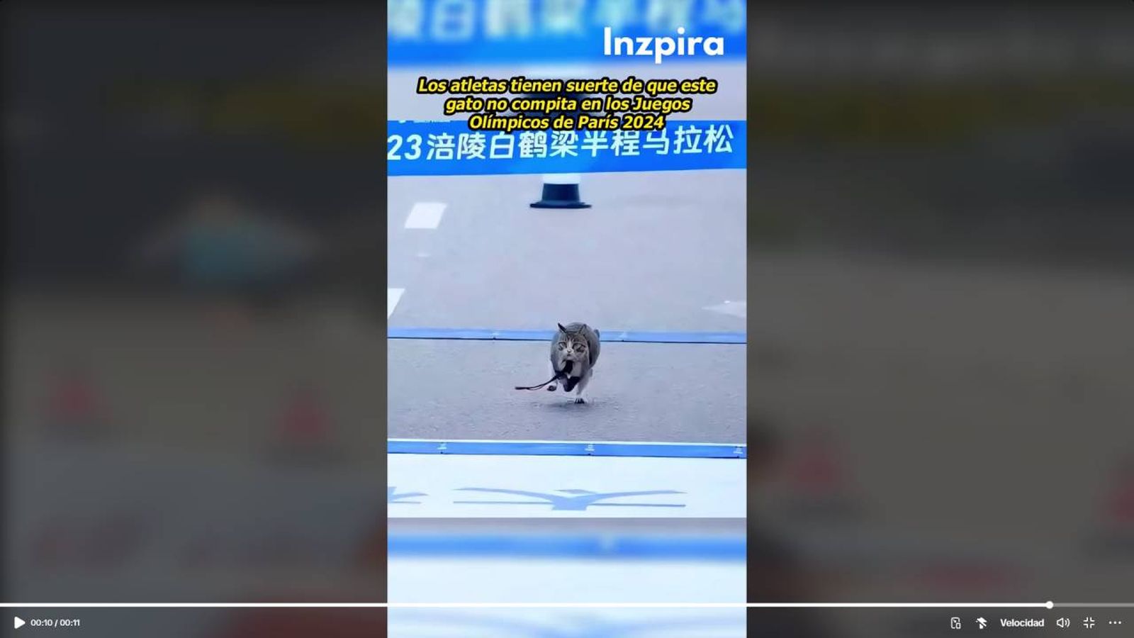 Puedes observar que ambos protagonistas estuvieron a punto de chocar, pero los reflejos propios del felino evitaron el accidente. / Fuente: TikTok - @inzpirarte