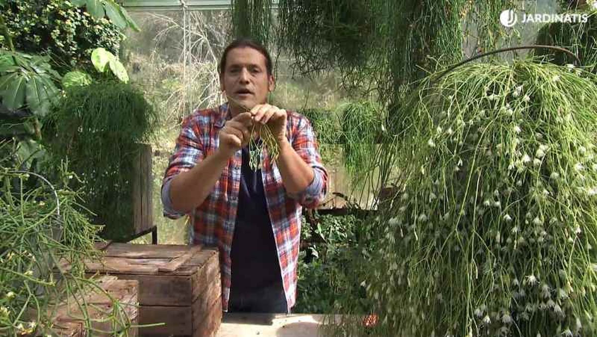 Si una ramita se fisura y se cae sobre otra rama, estas raíces se activarían