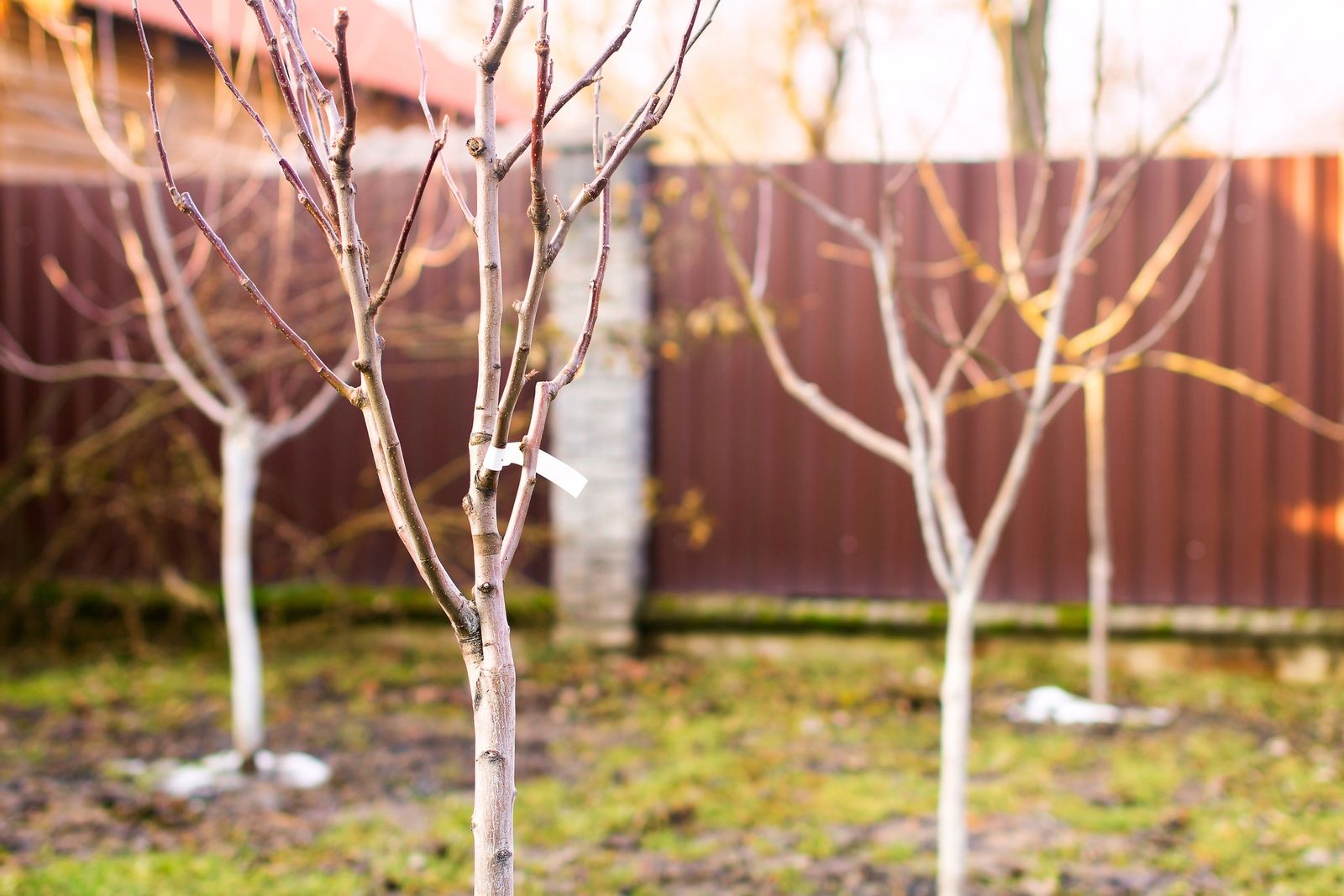 tareas jardin invierno arboles xl