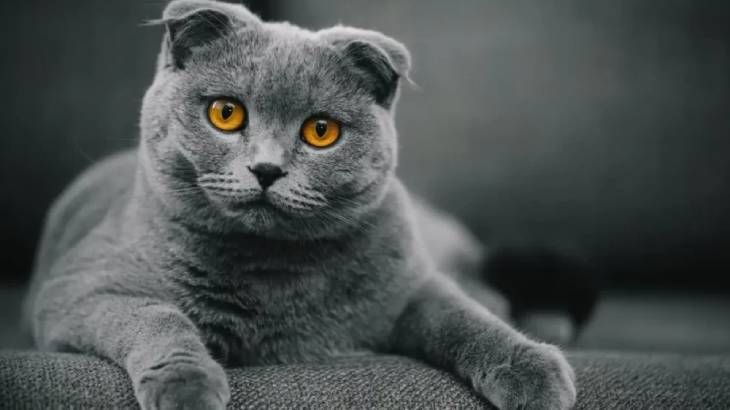 razas de gatos grises scottish fold