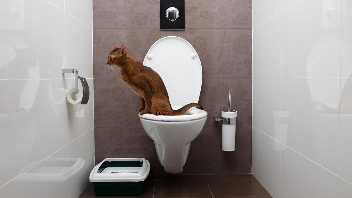 gato usar wc 1