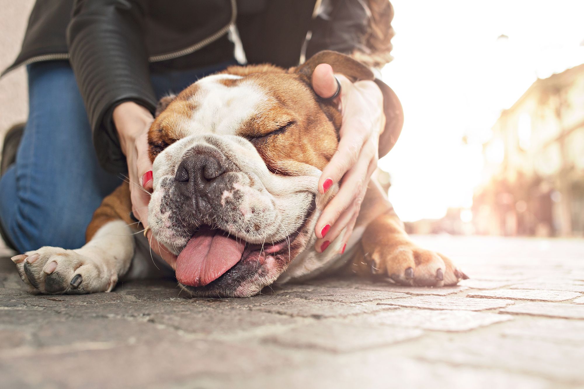 mascotas perros braquicefalicos cuidados