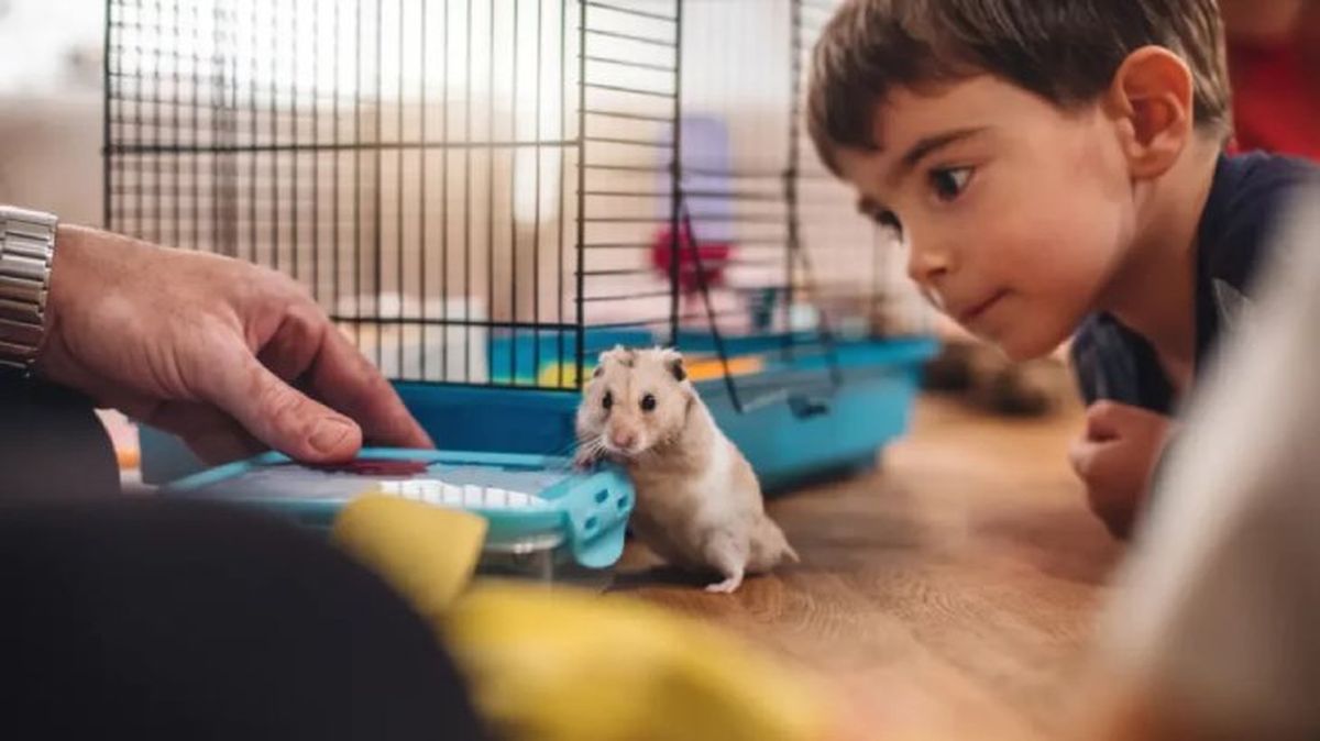 nombres para hamsters 1