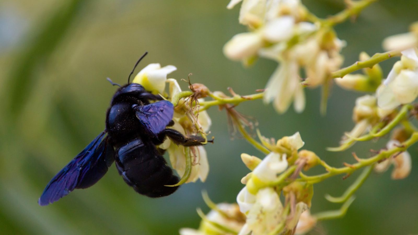 Ciertas plantas tienen la capacidad de repeler abejas y avispas.