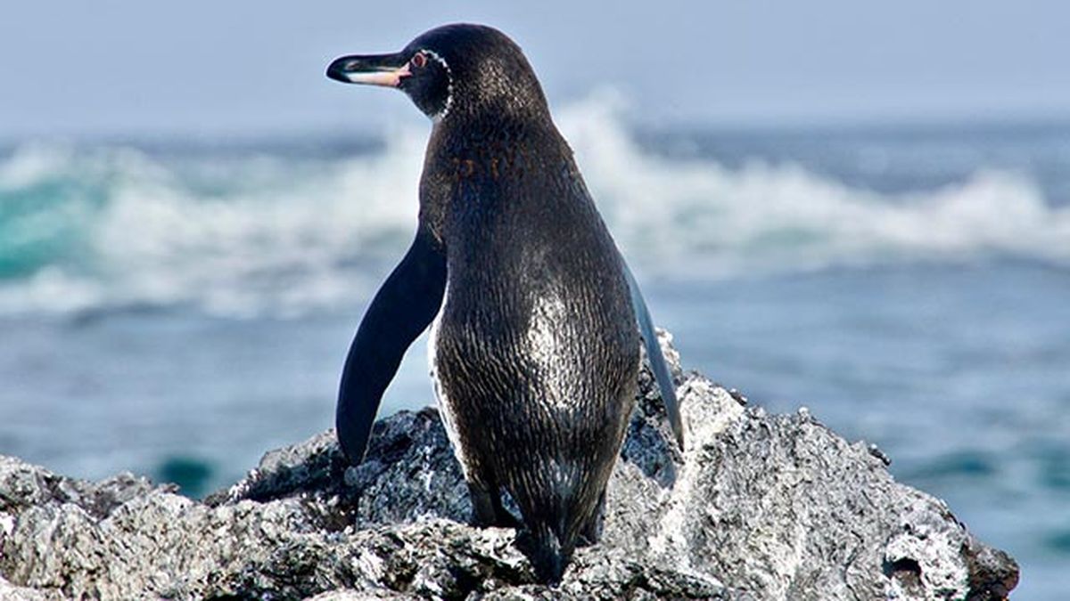 aspectos curiosos pinguinos 4