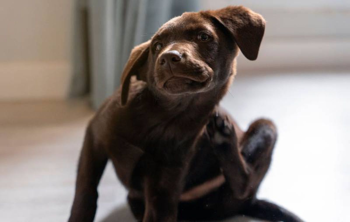 Revisa la piel de tu amigo de cuatro patas para detectar signos de picaduras.