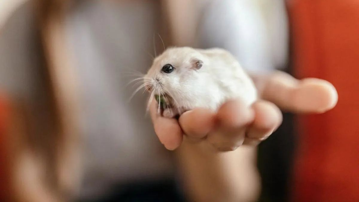 nombres para hamsters ok