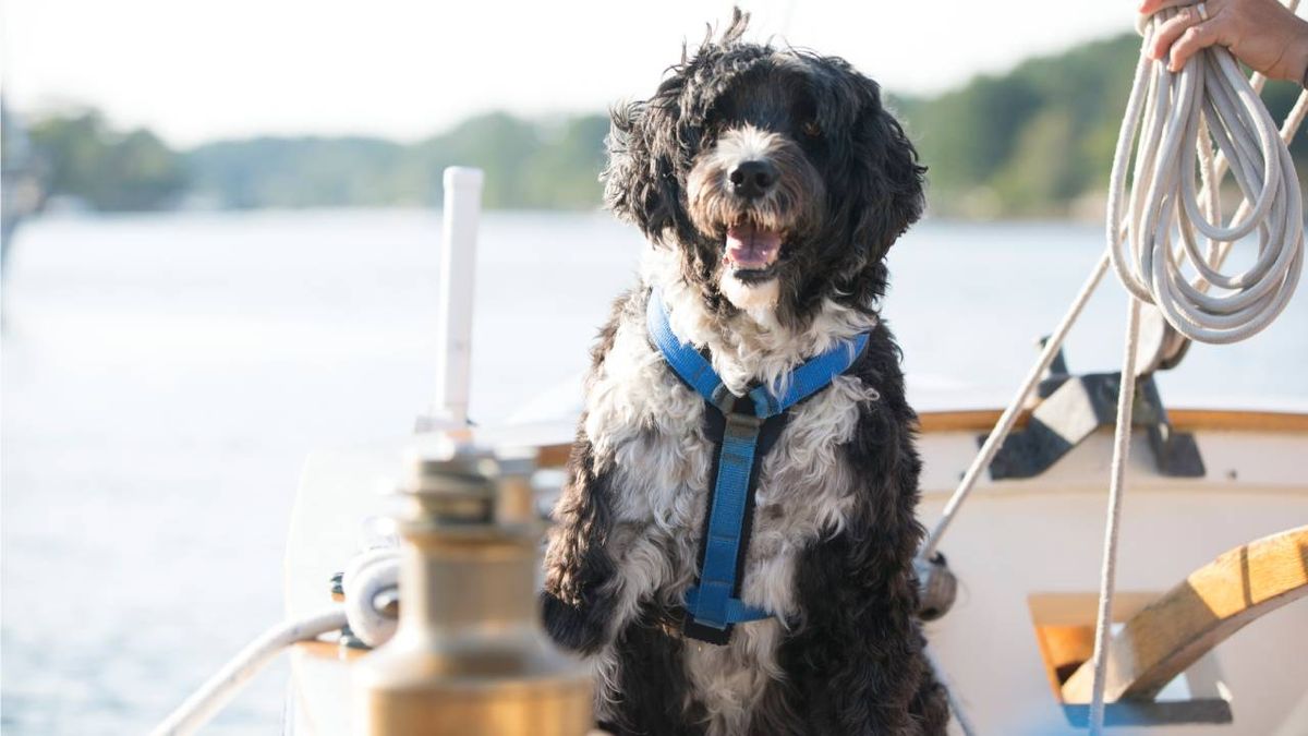perro de agua portugues xl