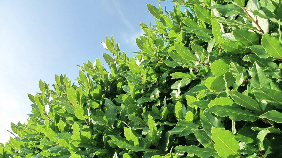 cierre vegetal laurel xl