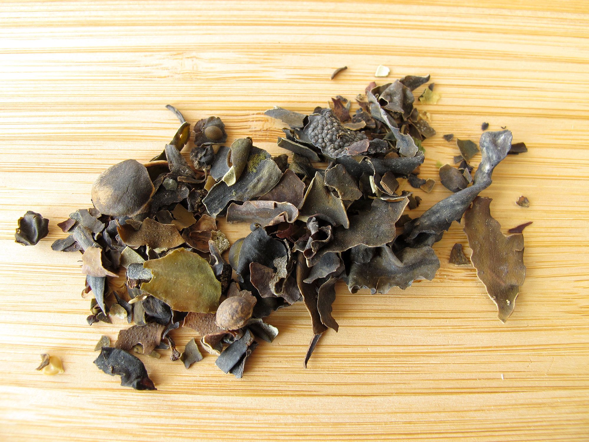 alga fucus xl