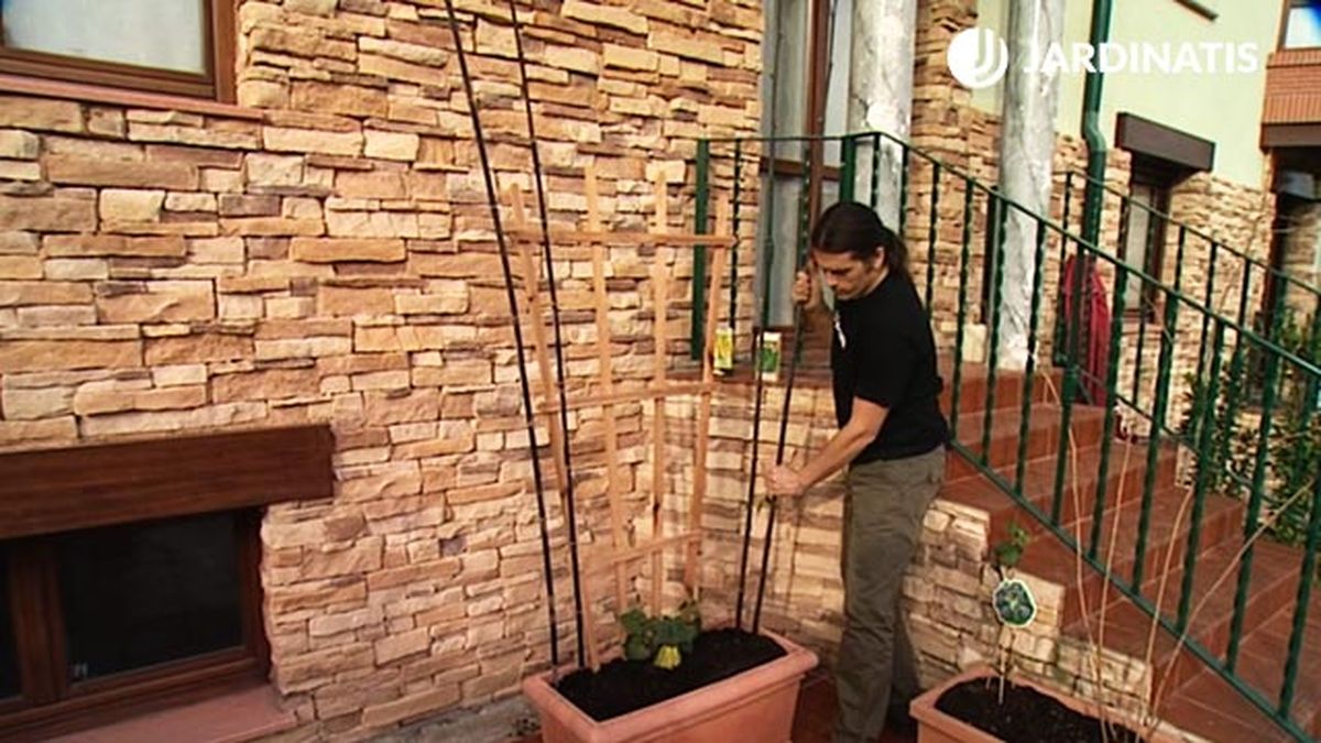 canas para el cultivo chayotes y judias en la terraza brico 604