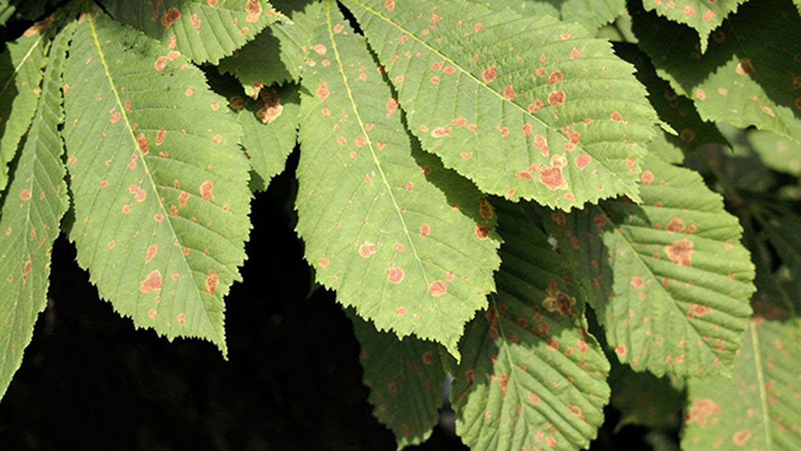 arana roja en las plantas
