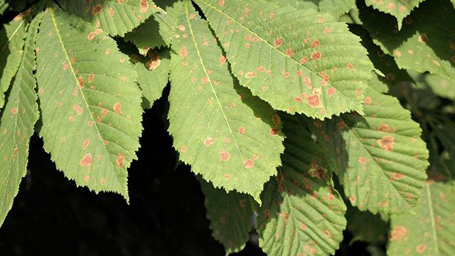arana roja en las plantas