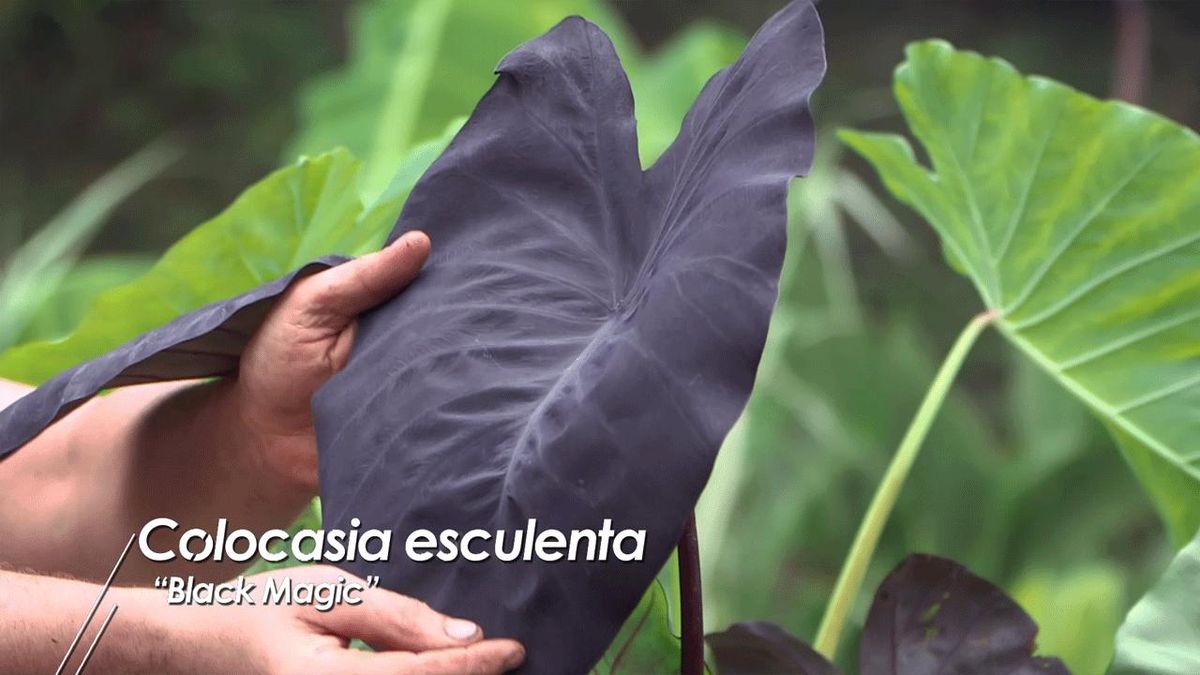 Colocasia Black Magic.