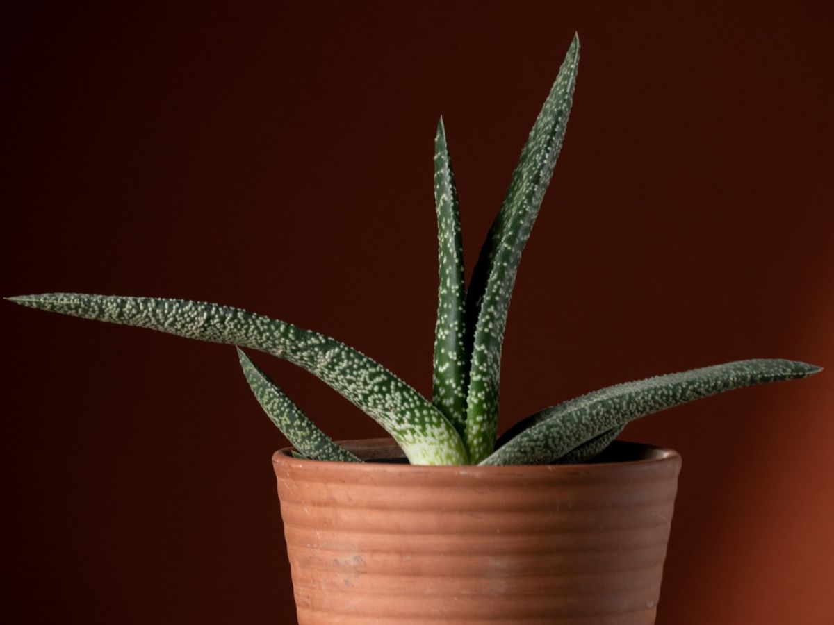Suculenta gasteria.