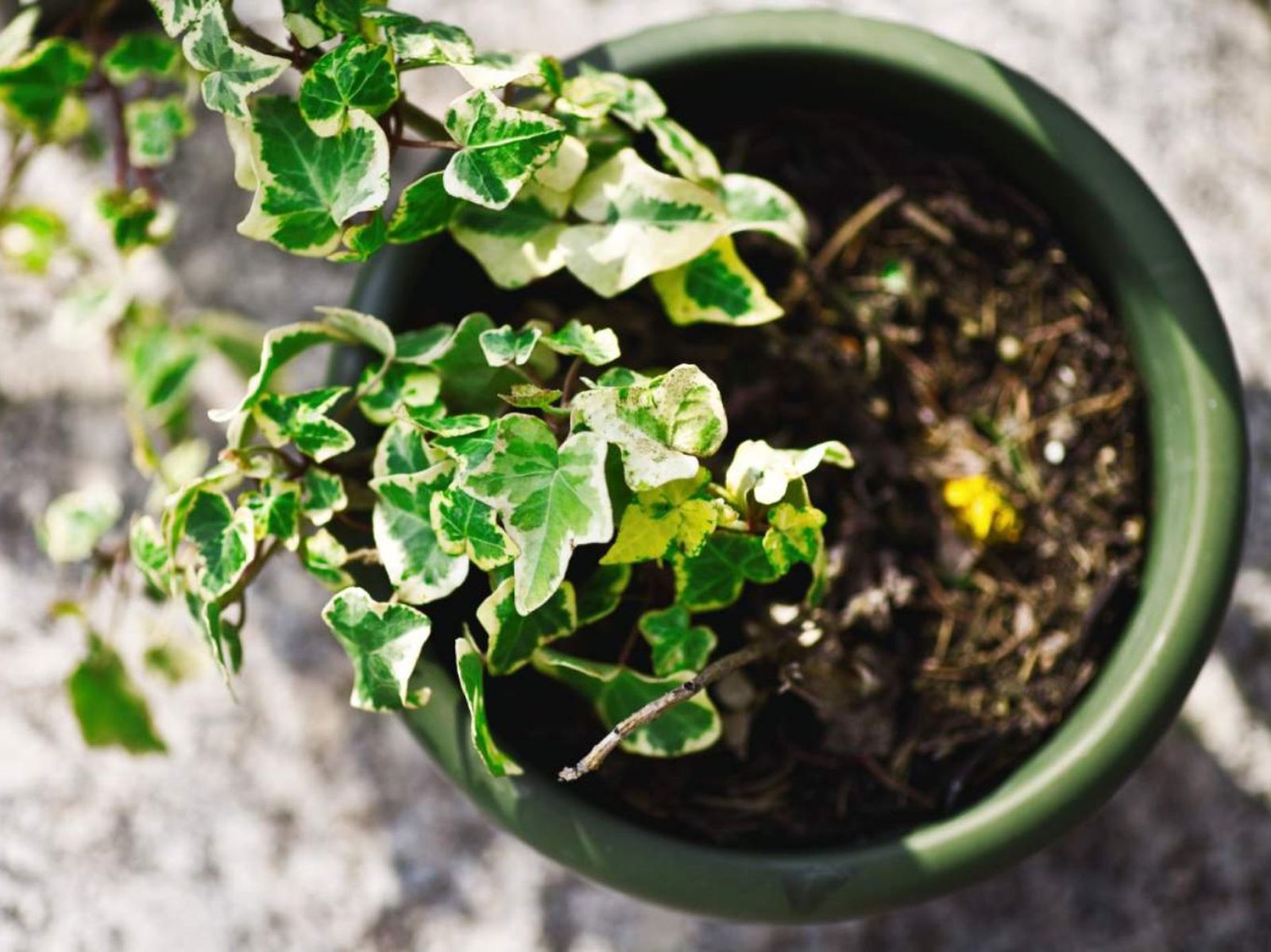 Planta de hiedra en maceta.