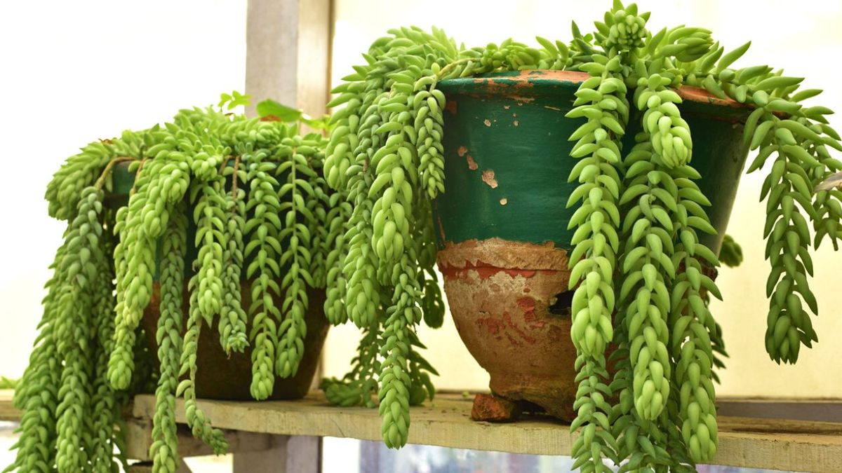 sedum tipos y cuidados