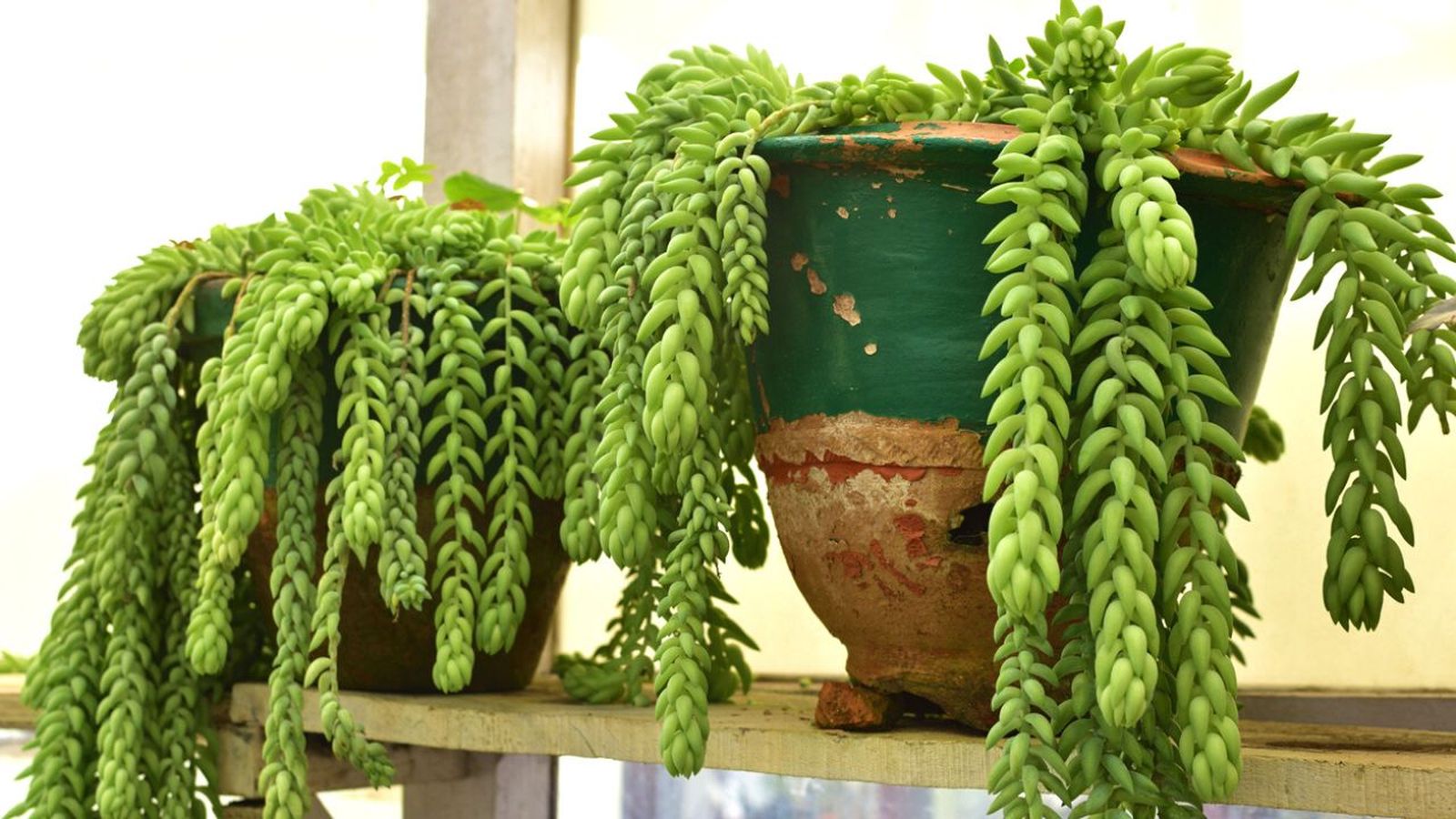 sedum tipos y cuidados