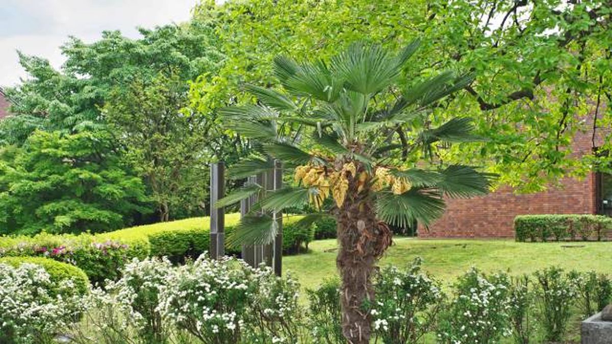 palmito elevado trachycarpus fortunei