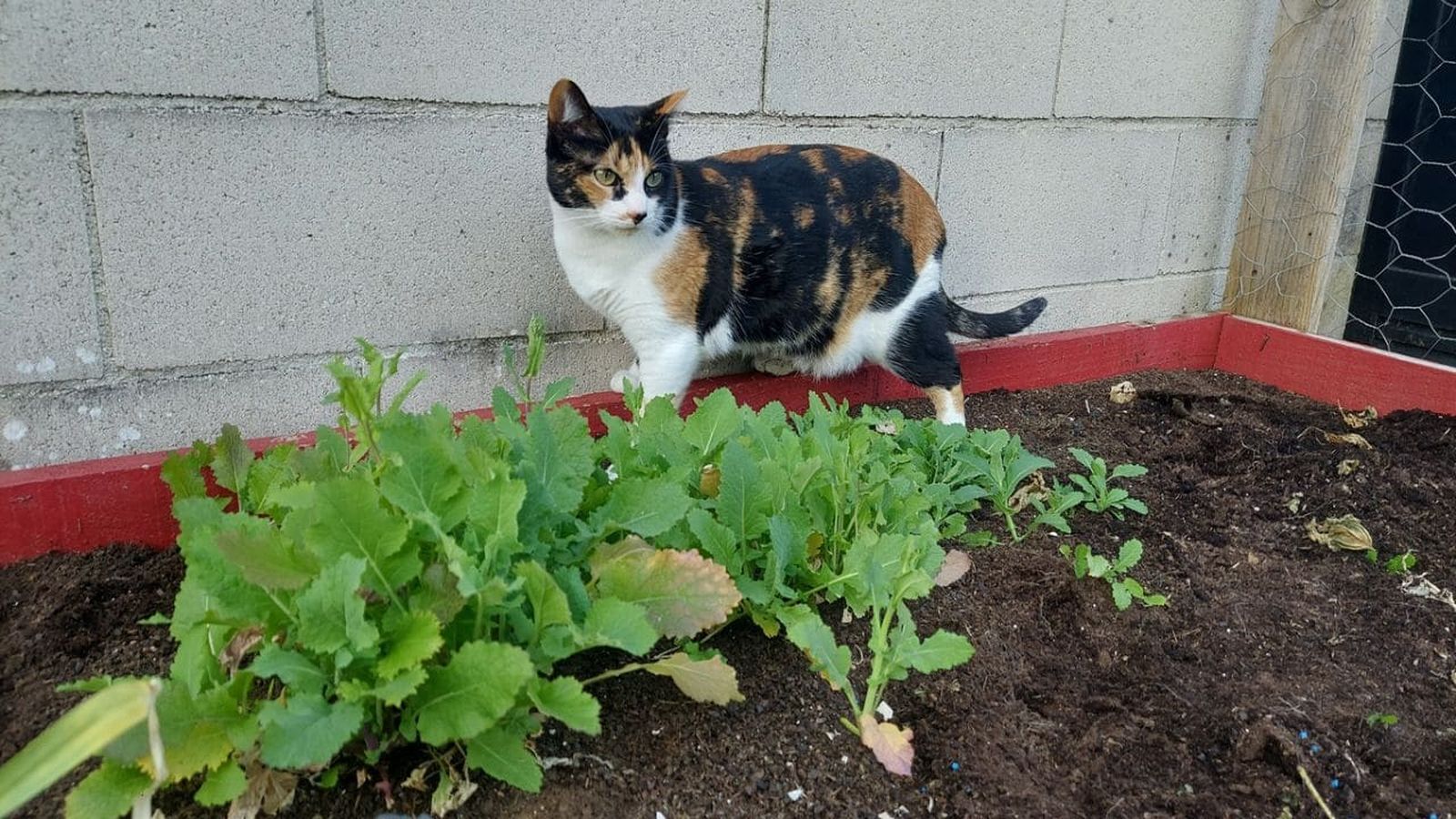 evitar que los gatos destrocen el huerto