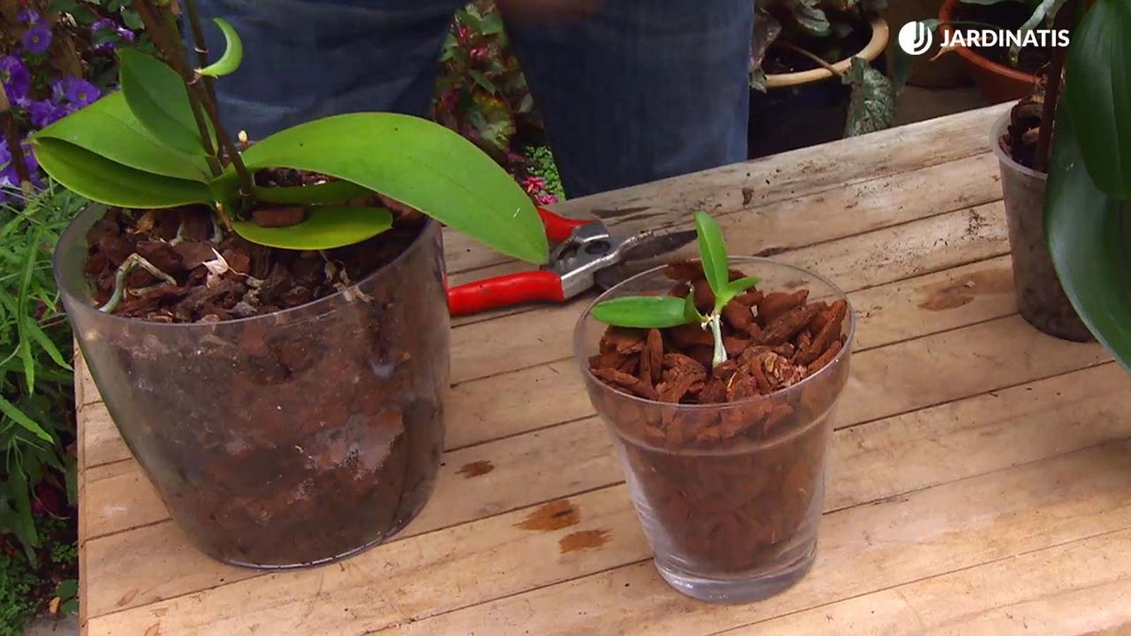 deco 661 reproducir orquidea tallo xl