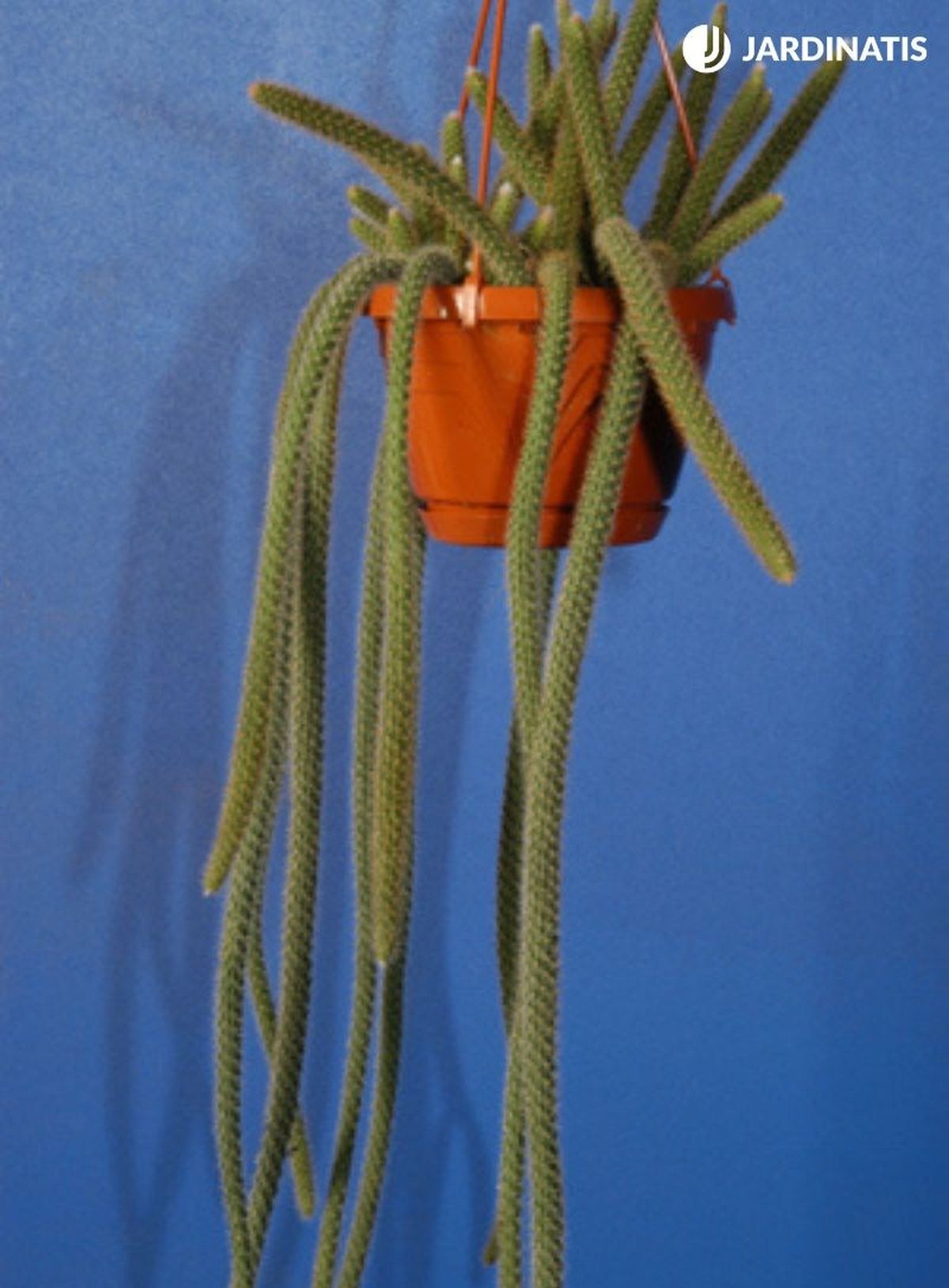 Aporocactus flagelliformis