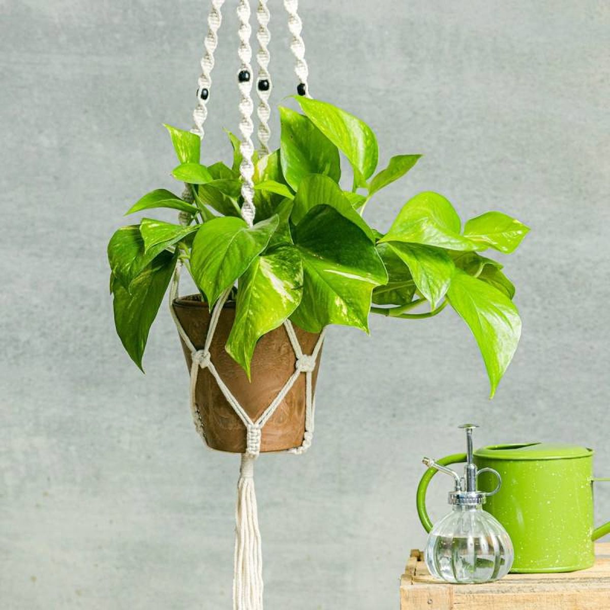 Macetero colgante con planta verde. / Fuente: Be.green