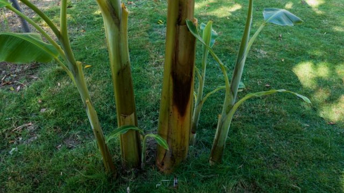 nuevas plantas de banano creciendo junto a la planta madre