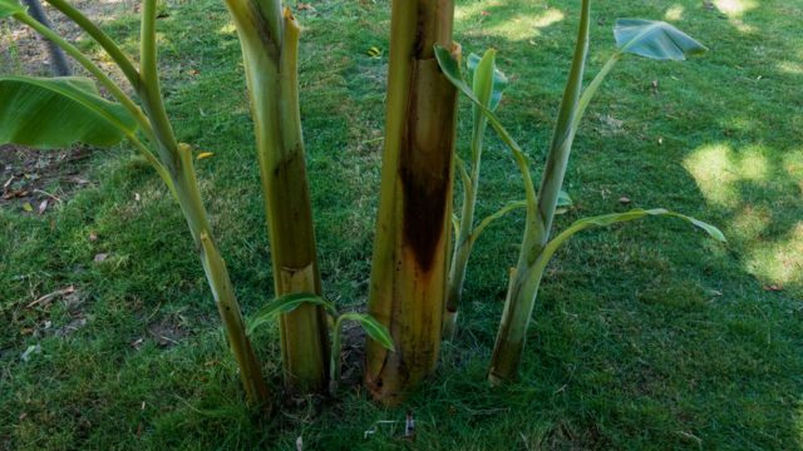 nuevas plantas de banano creciendo junto a la planta madre
