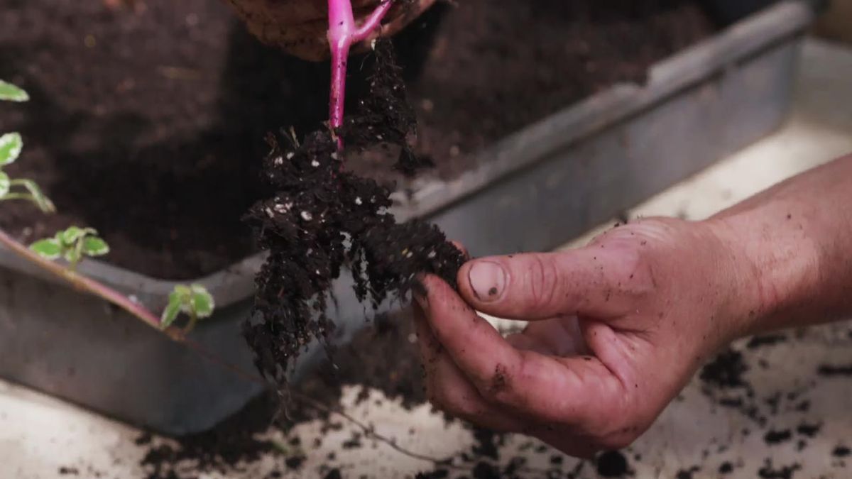 brico jardin 1003 esquejes otonales raices