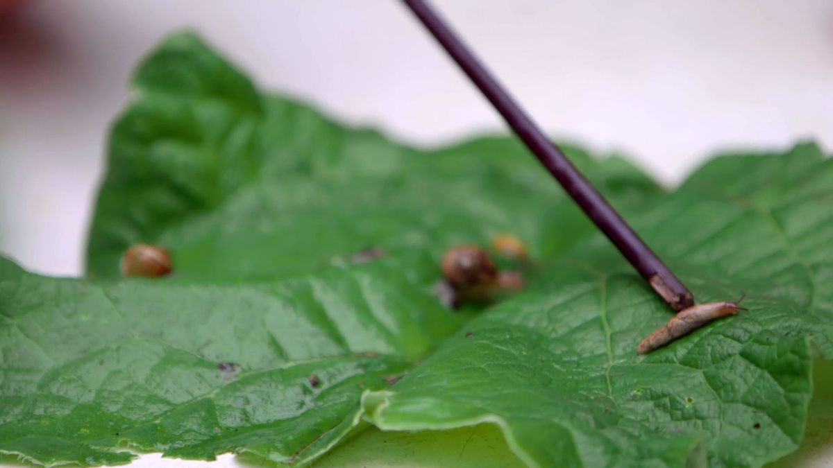bBrico 953 3 cinta cobre plaga caracoles hostas babosas pequenas