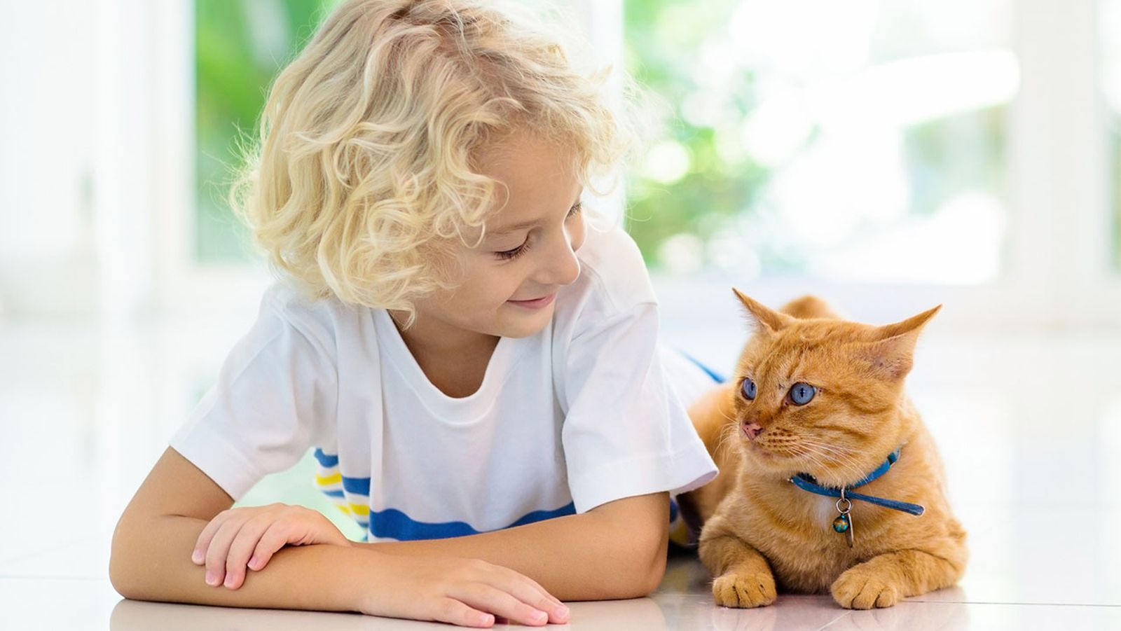 los gatos que mejor se adaptan a una casa con ninos