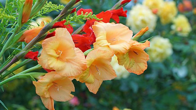 gladiolo planta