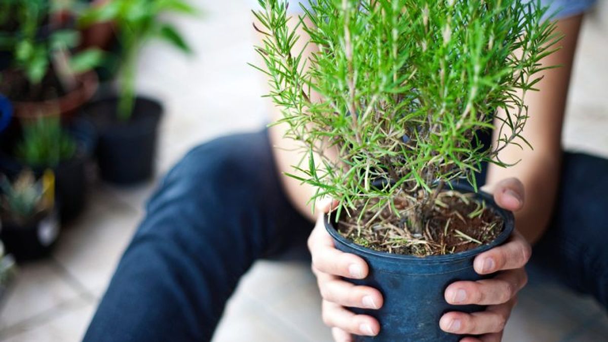 El romero es una planta muy resistente