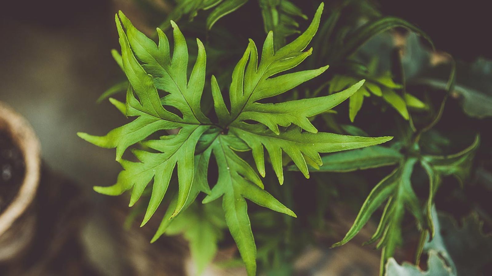 brico 1017 jardin Helecho doryopteris pedata caracteristicas reproduccion xl