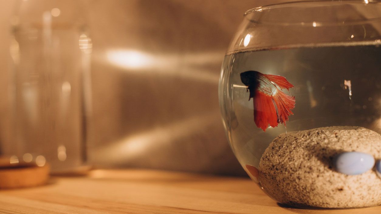 betta