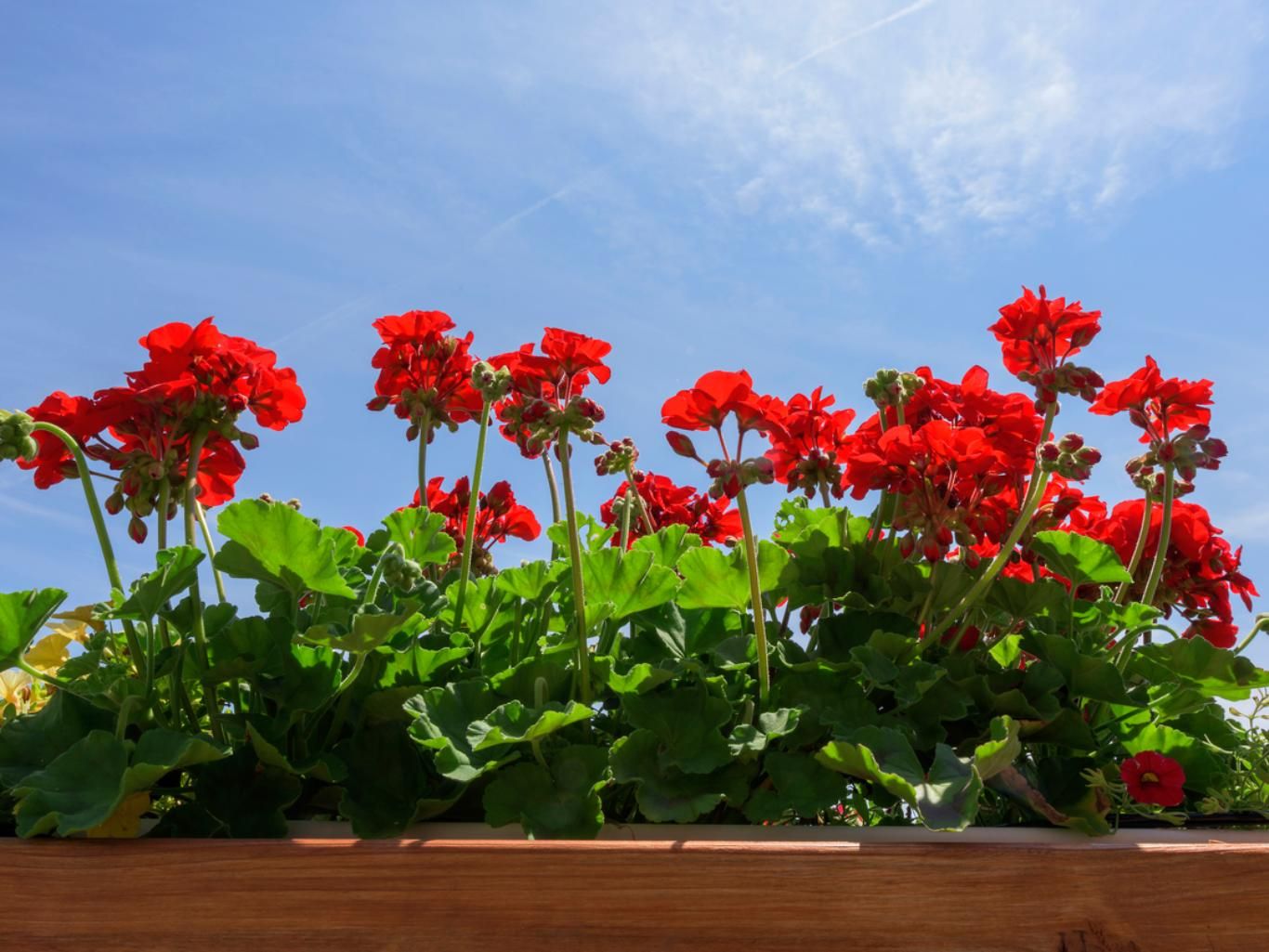 Plantas de geranio.