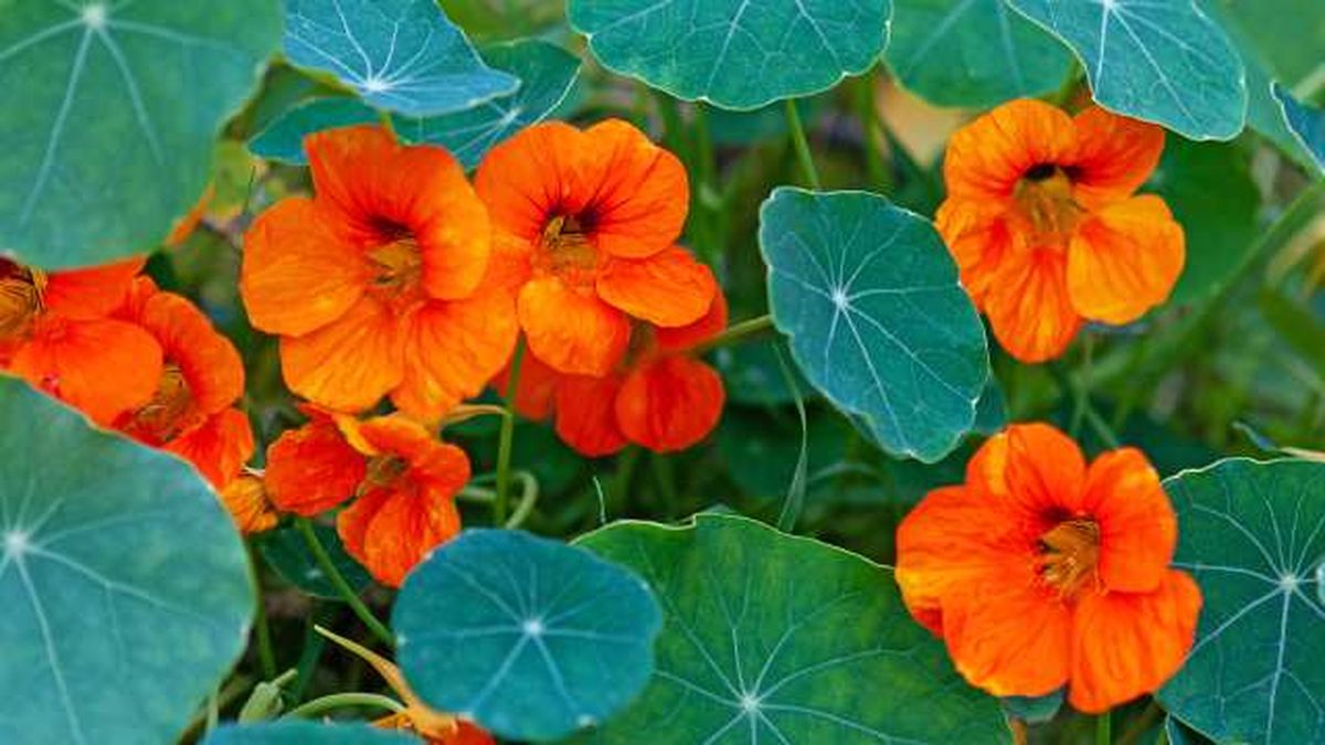 planta capuchina tropaeolum majus flores