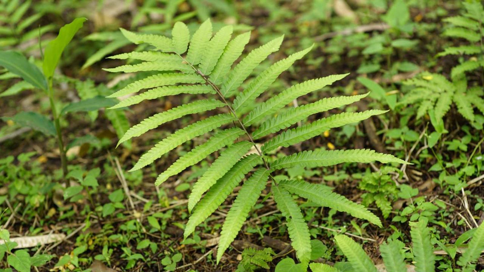 plantas peligro extincion espana